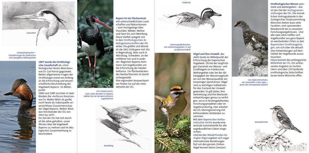 Wissenswertes rund um die Ornithologie in Bayern