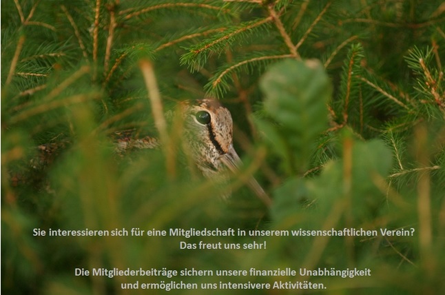 Waldschnepfe Scolopax rusticola (Foto: Thomas Grüner)